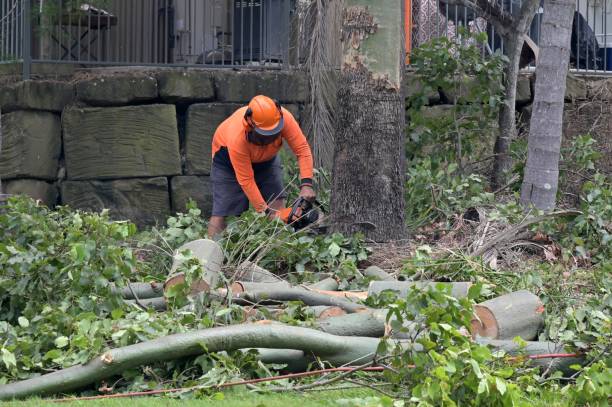 How Our Tree Care Process Works  in  Horseshoe Bend, AR